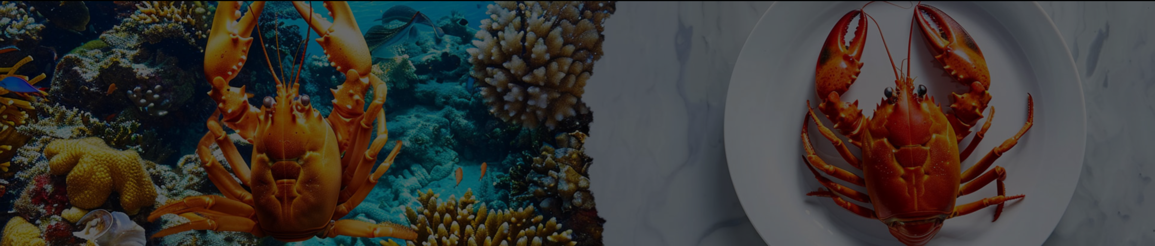 collection-banner-image